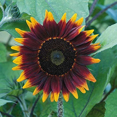 CYBEXIS VVI-38 - Shock o LAT Sunflower - (1350 Seeds) Seed(1350 per packet)
