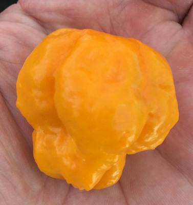 KNESSiN High Yield Jamaican Scotch Bonnet Pepper Seeds for Garden-(1200 Seeds) Seed(1200 per packet)