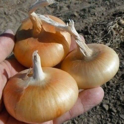 VibeX ® VXI-538 Cipollini Yellow Onion Seed Seed(1000 per packet)
