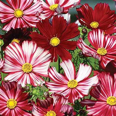 ZIXA Cosmos Velouette Seed(100 per packet)