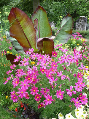 KANAYA Cosmos Seed(10 per packet)