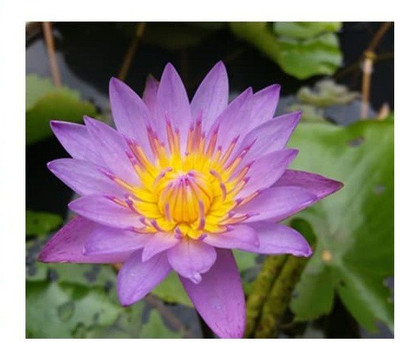 CYBEXIS VVI-55 - Mixed Color Water Lily Flower - (90 Seeds) Seed(90 per packet)