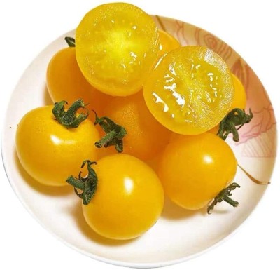 CYBEXIS Tomato Annual Yellow Heirloom Vegetable Seed500 Seeds Seed(500 per packet)