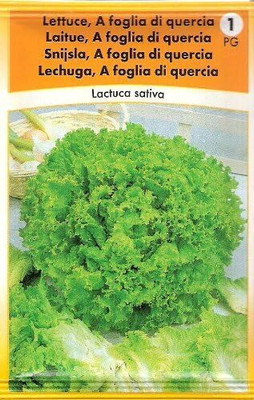 KNESSiN Lettuce A Foglia di Quercia Seed(1250 per packet)