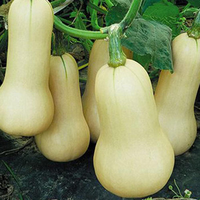 KNESSiN Honey Pumpkin Seed(400 per packet)