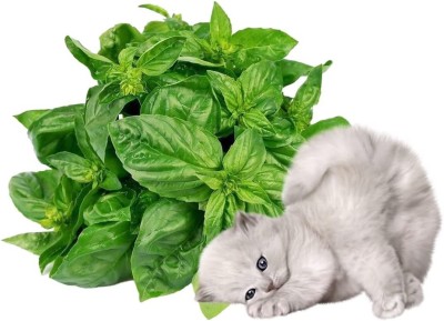 CYBEXIS PAU-62 - Cat Mint Catwort Catswort Catnip - (1500 Seeds) Seed(1500 per packet)