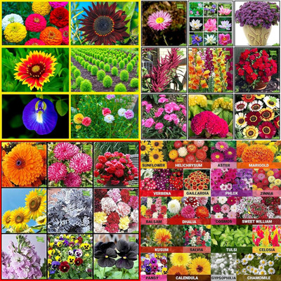 ibains Flower seed mix biij 201 Seed(201 per packet)