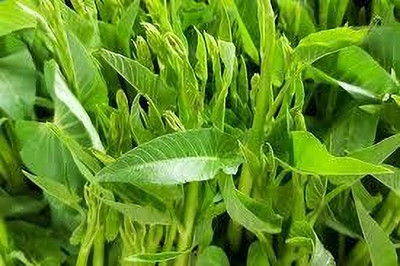 BJUBAS Kalmi Shag Seeds pack of 114 Seed(114 per packet)