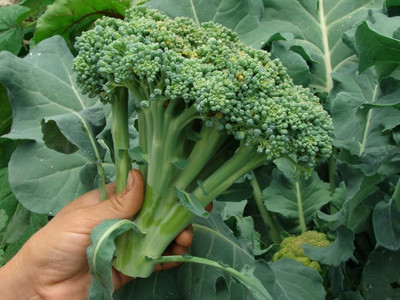 WILLVINE ROX -IV Broccoli Seeds- Waltham Heirloom [2.5g] Seed(750 per packet)