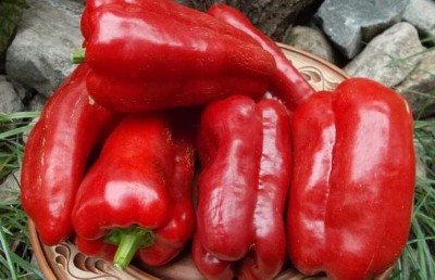 Qualtivate GBPT-6A Sweet Bell Red Capsicum Giant Pepper Seed(100 per packet)