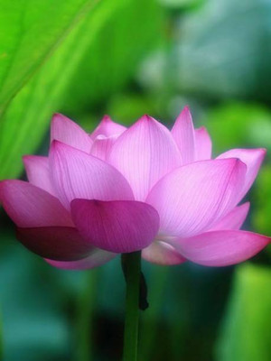 JasBerk Lotus Seed(10 per packet)