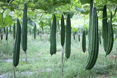 CYBEXIS TLX-92 - Acutangula Angled Ridge Gourd Turai - (100 Seeds) Seed(100 per packet)