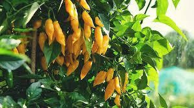 SHINU EVERGREEN Chilli seeds Seed(50 per packet)
