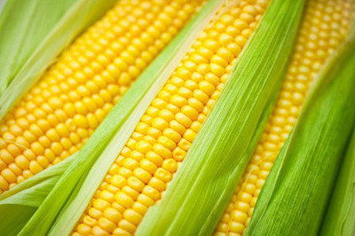 WILLVINE SCI -VI Seeds Sugar Sweet Corn Heirloom-[100g] Seed(400 per packet)