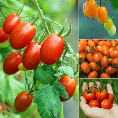 CYBEXIS Cherry Tomato Seeds2000 Seeds Seed(2000 per packet)