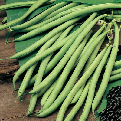 KNESSiN Running Bean Seed(400 per packet)