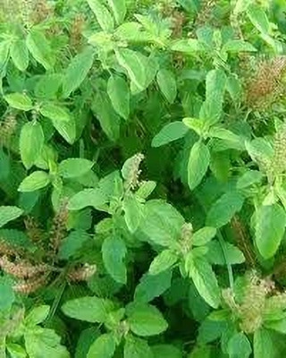 the green dotcom Holy Basil Seeds, Rama Tulsi Seed(330 per packet)