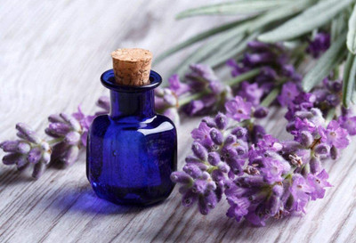 CYBEXIS ATS-50 - English Lavender Lavandula - (750 Seeds) Seed(750 per packet)