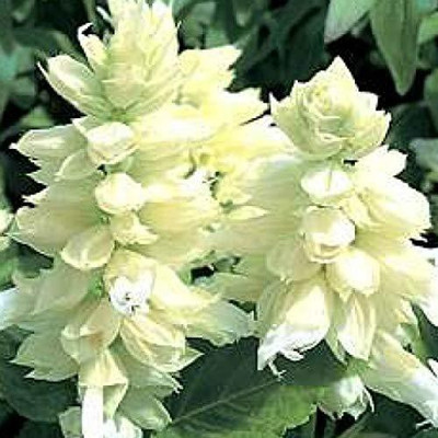 CYBEXIS Salvia Salsa White Flowering Seeds Seed(1 g)