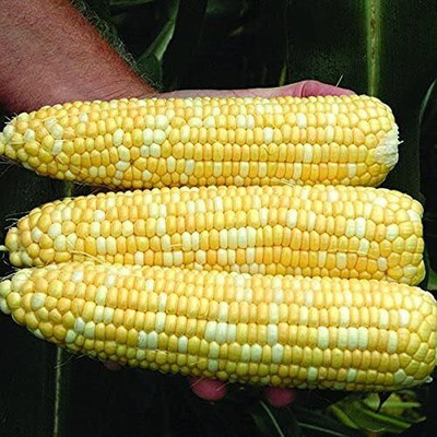 WILLVINE SCI -VI F1 Hybrid CO-6 Corn -[25g] Seed(100 per packet)