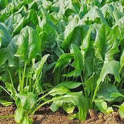 Arshiayat Hybrid Spinach Seeds, Palak Seeds, Green Leafy Vegetables Seed(175 per packet)