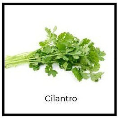 CYBEXIS GUA-49 - Herb Cilantro Calypso - (750 Seeds) Seed(750 per packet)
