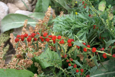 VibeX PAU-28 - Strawberry Spinach Blite Giant - (2250 Seeds) Seed(2250 per packet)