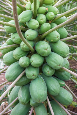 Pbevergreen Big Size Red Lady Papaya Seed(775 per packet)