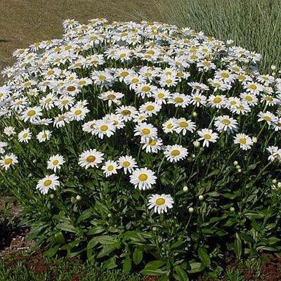 JRYU Hybrid Daisy Mixed Flower Seed(30 per packet)