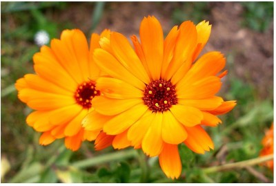 CRGO CALENDULA Seed(15 per packet)