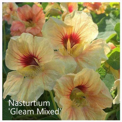 CYBEXIS Nasturtium 'Gleam Mixed' Seeds. Gleam Nasturtiums Seed(50 per packet)