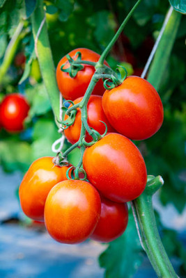 RDK tomato Seed(155 per packet)