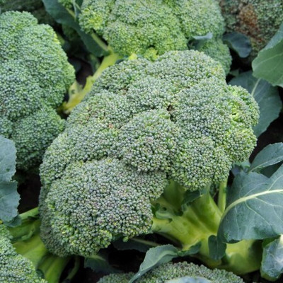 Cloud Farm Broccoli English Vegetable Seed(42 per packet)