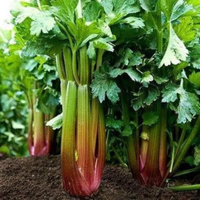 Qualtivate TLX-74 Seeds Celery Red Venture Seed(500 per packet)