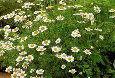 CYBEXIS XL-63 - Chrysanthemum Parthenium - (30 Seeds) Seed(30 per packet)