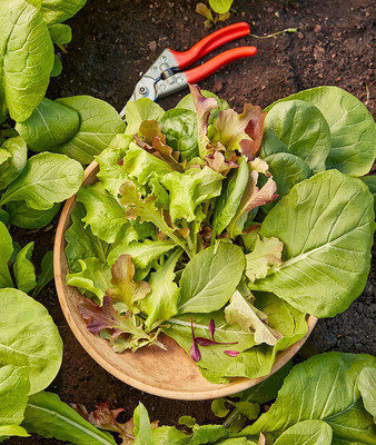 CYBEXIS XLL-1 - Sweet Salad Mix Mesclun - (1350 Seeds) Seed(1350 per packet)