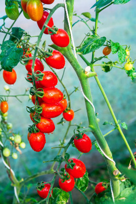 Weber tomato Seed(130 per packet)