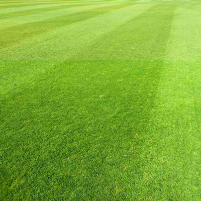 abiswas Bermuda Grass Seed For Lawn Seed(9050 per packet)