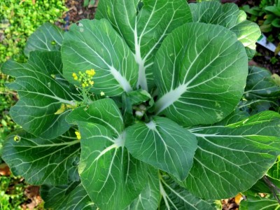 Quentova Pak Choi Cabbage (Brassica oleracea)-HUA-5U Seed(250 per packet)