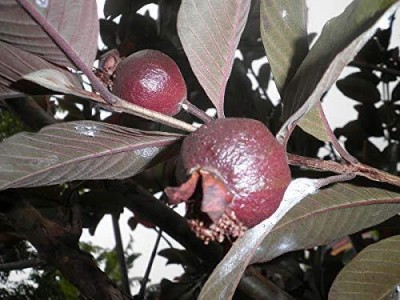 Aywal Thailand Guava Fruit Seed(65 per packet)