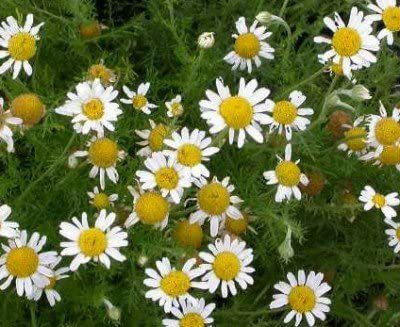 CYBEXIS LXI-5 - Chamomile Roman - (750 Seeds) Seed(750 per packet)