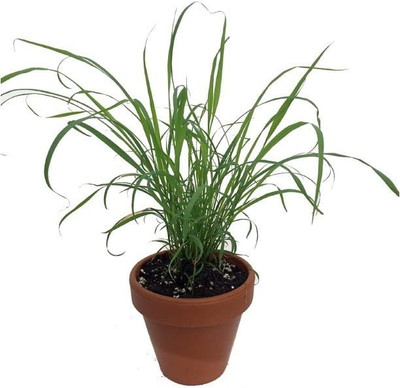 Aro Lemon Grass Seed(280 per packet)