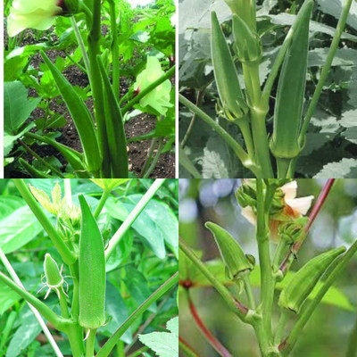 ibains Okra seeds 13 Seed(13 per packet)