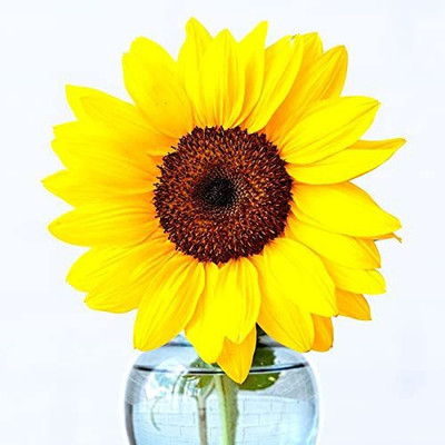 Aywal Sunflower Russian Giant Flower Seed(100 per packet)