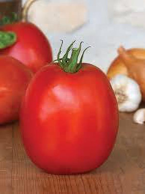 XOLDAA kashmiri hybrid tomato seeds Seed(70 per packet)