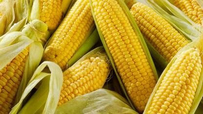 Aywal Sweet Corn (Makka) (मक्का के बीज) Seed(175 per packet)