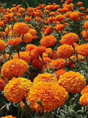 ibains Marigold seeds Seed(80 per packet)