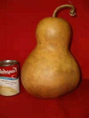 Qualtivate HYB-4A Large & Medium Bottle Gourd Seeds Seed(50 per packet)