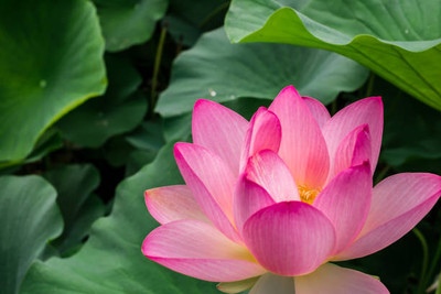 polkaplanet lotus,kamal gatta Seed(14 per packet)