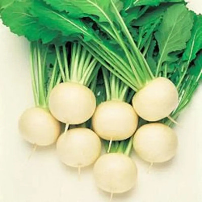 MYLAWN Turnip Egg white Seed(100 per packet)